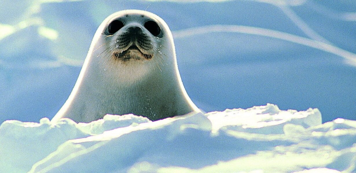 Installer un serveur MySQL avec MariaDB sur un Raspberry Pi