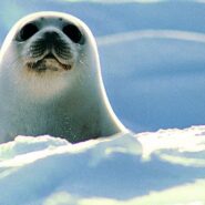 Installer un serveur MySQL avec MariaDB sur un Raspberry Pi