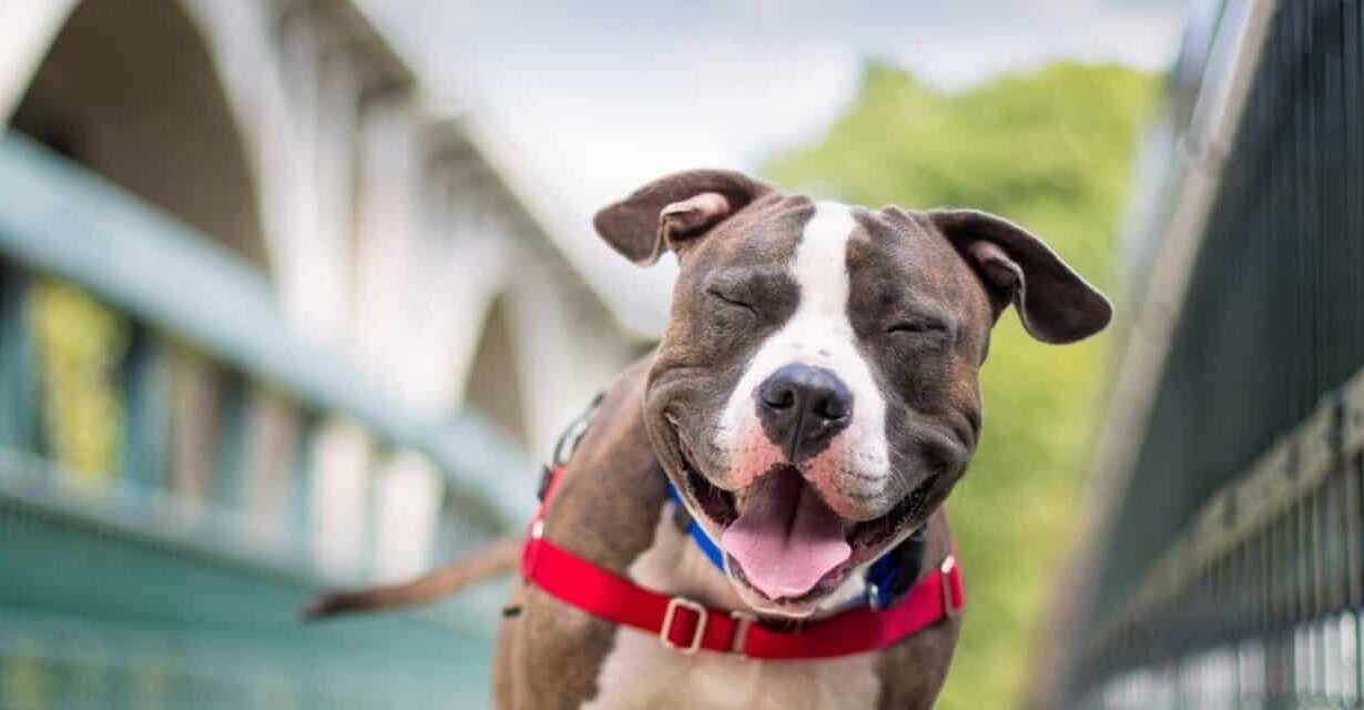 Chien brun et blanc souriant sur un pont en été