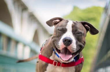AnimaLost est l’application gratuite pour retrouver son animal perdu