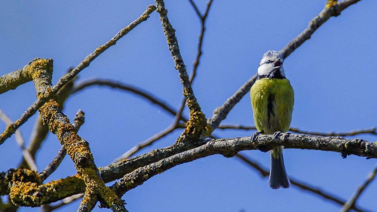 Mésange bleue sur une branche contre un ciel bleu