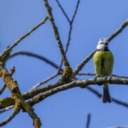 Mésange bleue sur une branche contre un ciel bleu