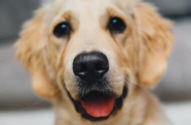 Camynoo permet de retrouver en un clic son animal perdu