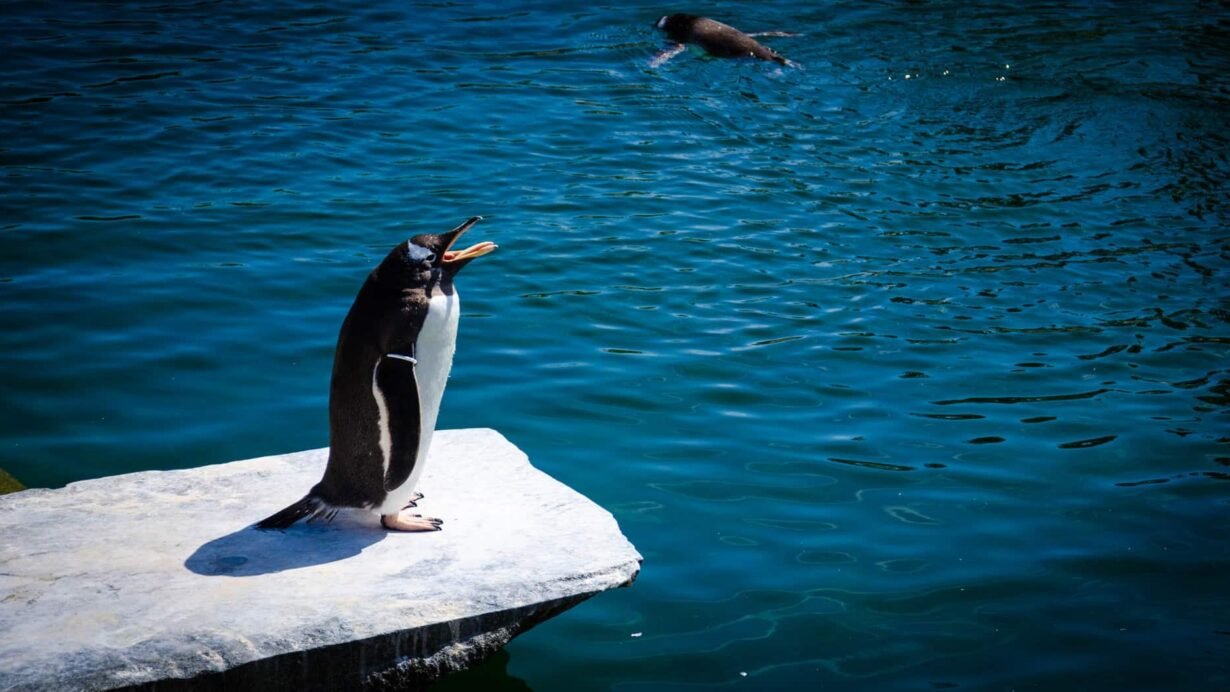 Manchot sur un rocher près de l'eau ensoleillée