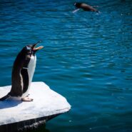 Ubuntu : comment l’installer sur Windows 10 ?