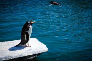 Ubuntu : comment l’installer sur Windows 10 ?