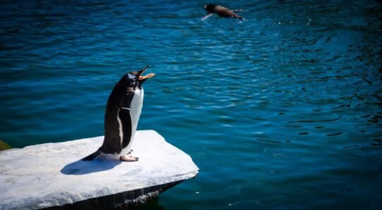 Manchot sur un rocher près de l'eau ensoleillée