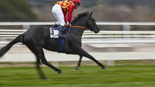 Cavalier en rouge sur un cheval noir en course sur un hippodrome