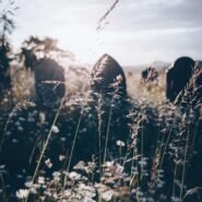 Cimetière avec des fleurs et herbes sous le soleil couchant