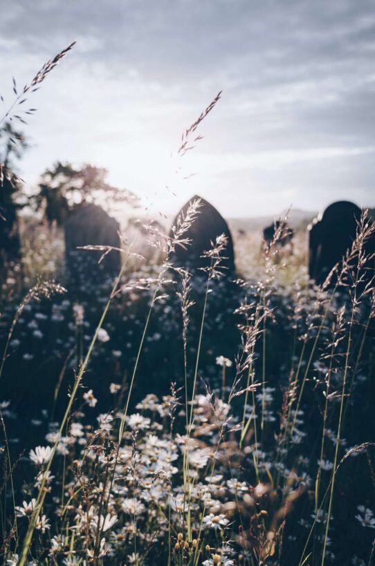 Cimetière avec des fleurs et herbes sous le soleil couchant