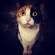 Chat tricolore avec un regard intense et expressif