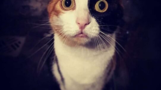 Chat tricolore avec un regard intense et expressif