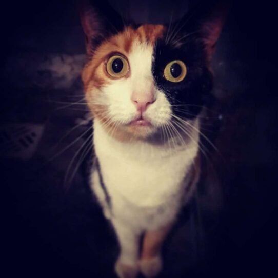 Chat tricolore avec un regard intense et expressif