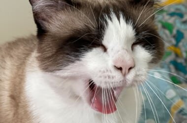 GPS pour chat : nos animaux aussi sont connectés