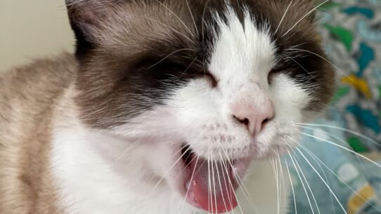 GPS pour chat : nos animaux aussi sont connectés