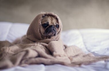 Les chiens aussi passent au monde connecté avec les colliers GPS