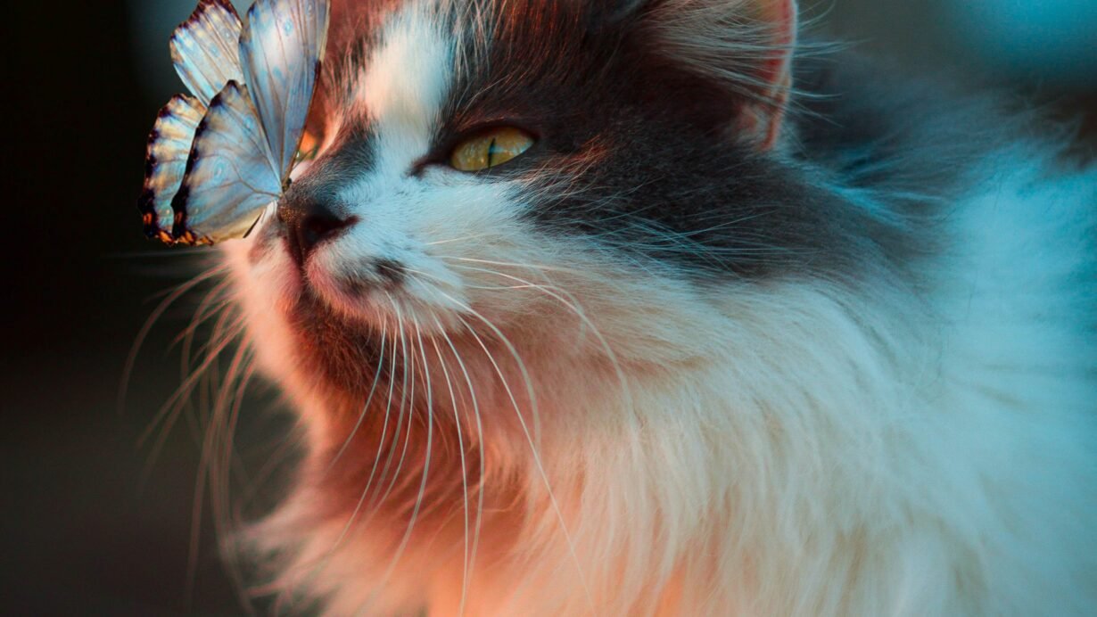 Chat à fourrure observe un papillon posé sur son nez