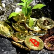 Des pièces de Bitcoin autour d'un jeune plant vert