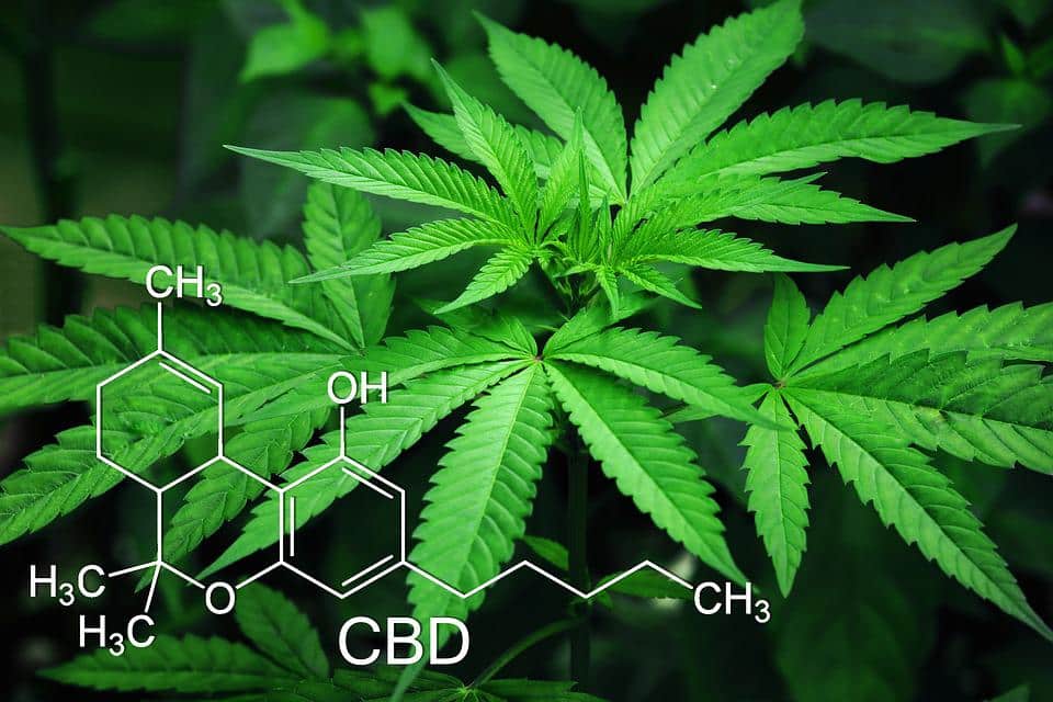 Quelles sont les utilisations du cannabis thérapeutique ?