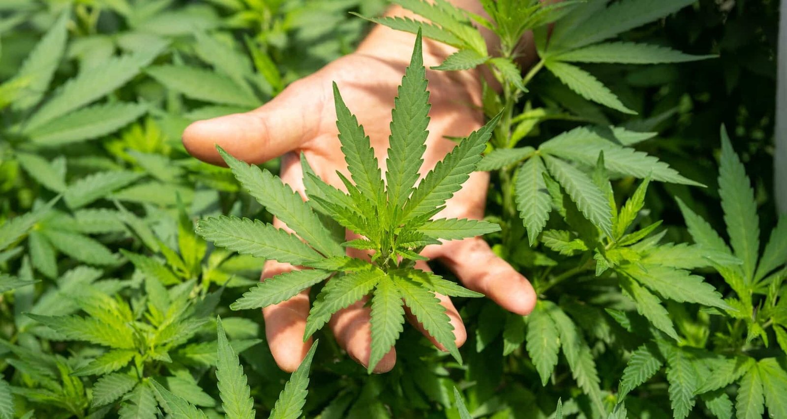 crystalweed cannabis nFumIdf3IHE unsplash