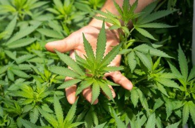 crystalweed cannabis nFumIdf3IHE unsplash