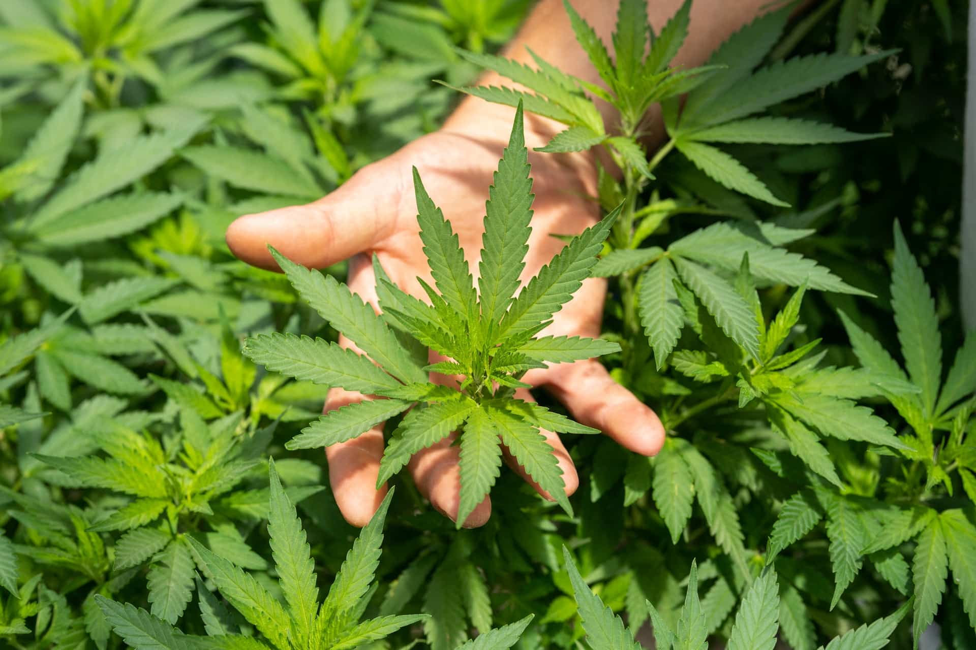 Quelles sont les utilisations du cannabis thérapeutique ?