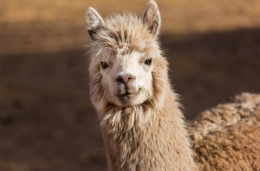 LLaMa 2 - la révolution de l'intelligence artificielle générative en open source