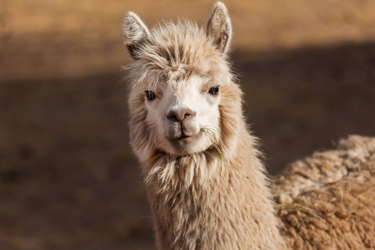 LLaMa 2 - la révolution de l'intelligence artificielle générative en open source