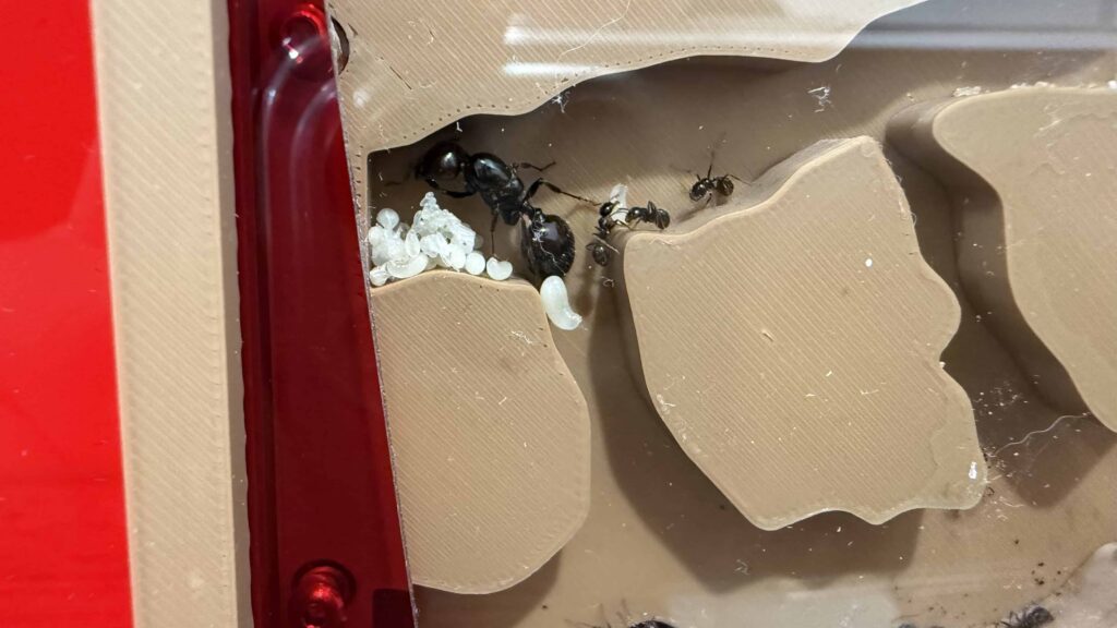 contenu antopia nests