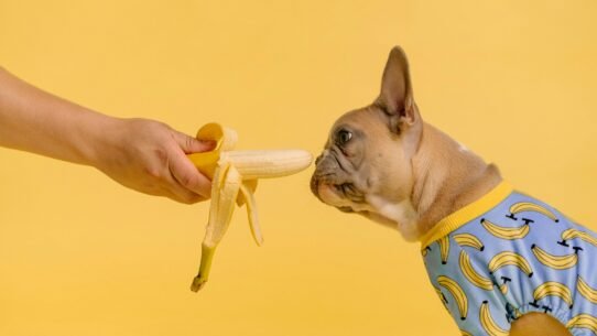 Bouledogue en pyjama bananes renifle une banane