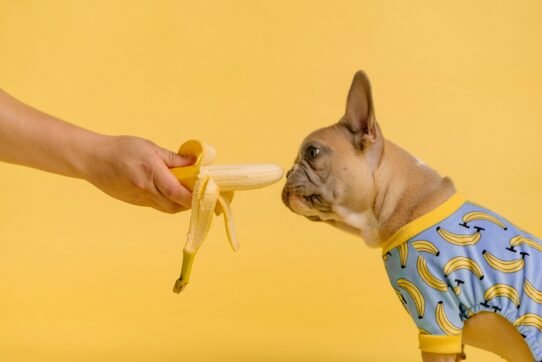 Bouledogue en pyjama bananes renifle une banane